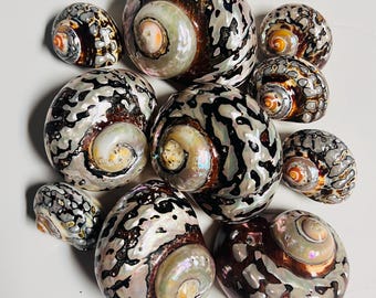 South African Turbo Shell - Hermit Crab Shell