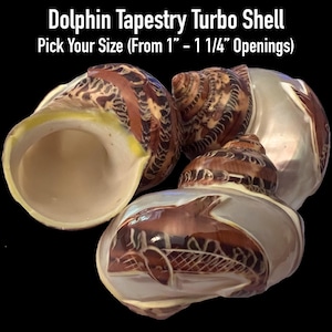 Dolphin Tapestry Turbo Shells (Hermit Crab Shell - opening sizes from 1" - 1 1/4")