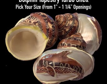 Dolphin Tapestry Turbo Shells (Hermit Crab Shell - opening sizes from 1" - 1 1/4")