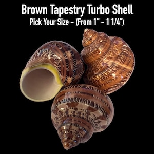 Brown Tapestry Turbo Shells (Hermit Crab Shell - opening sizes from 1" - 1 1/4")