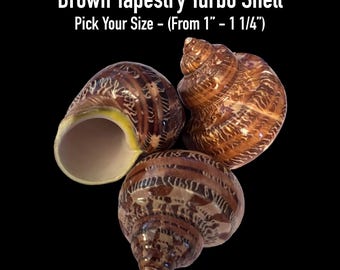 Brown Tapestry Turbo Shells (Hermit Crab Shell - opening sizes from 1" - 1 1/4")