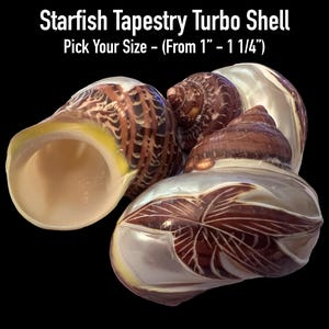 Starfish Tapestry Turbo Shells (Hermit Crab Shell - opening sizes from 1" - 1 1/4")