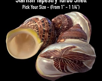 Starfish Tapestry Turbo Shells (Hermit Crab Shell - opening sizes from 1" - 1 1/4")