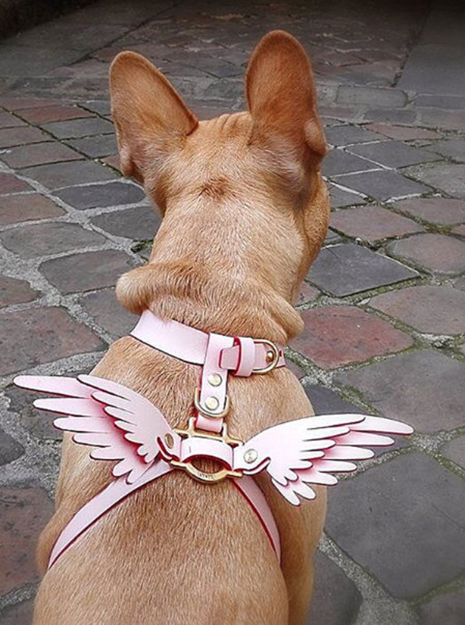 Pet Harness Leather with Wings Angel Wing Harness Unique Etsy