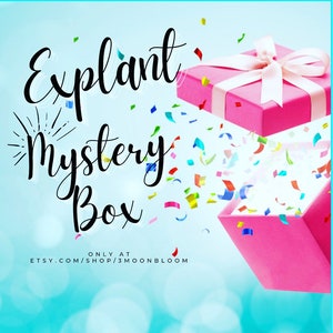 Explant Mystery Box, Bloom Box, 3 Moon Bloom, 3moonbloom, BII box, BII mystery box, explant, explant gift, explanting gifts, Bii gifts