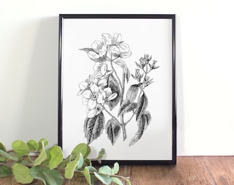 Ilustracja botaniczna lilaka, czarno-biała, do druku, kwiat stanowy Idaho