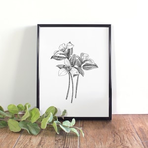 Botanische illustratie Trillium, botanische muurkunst, zwart-wit afdrukbare Trillium