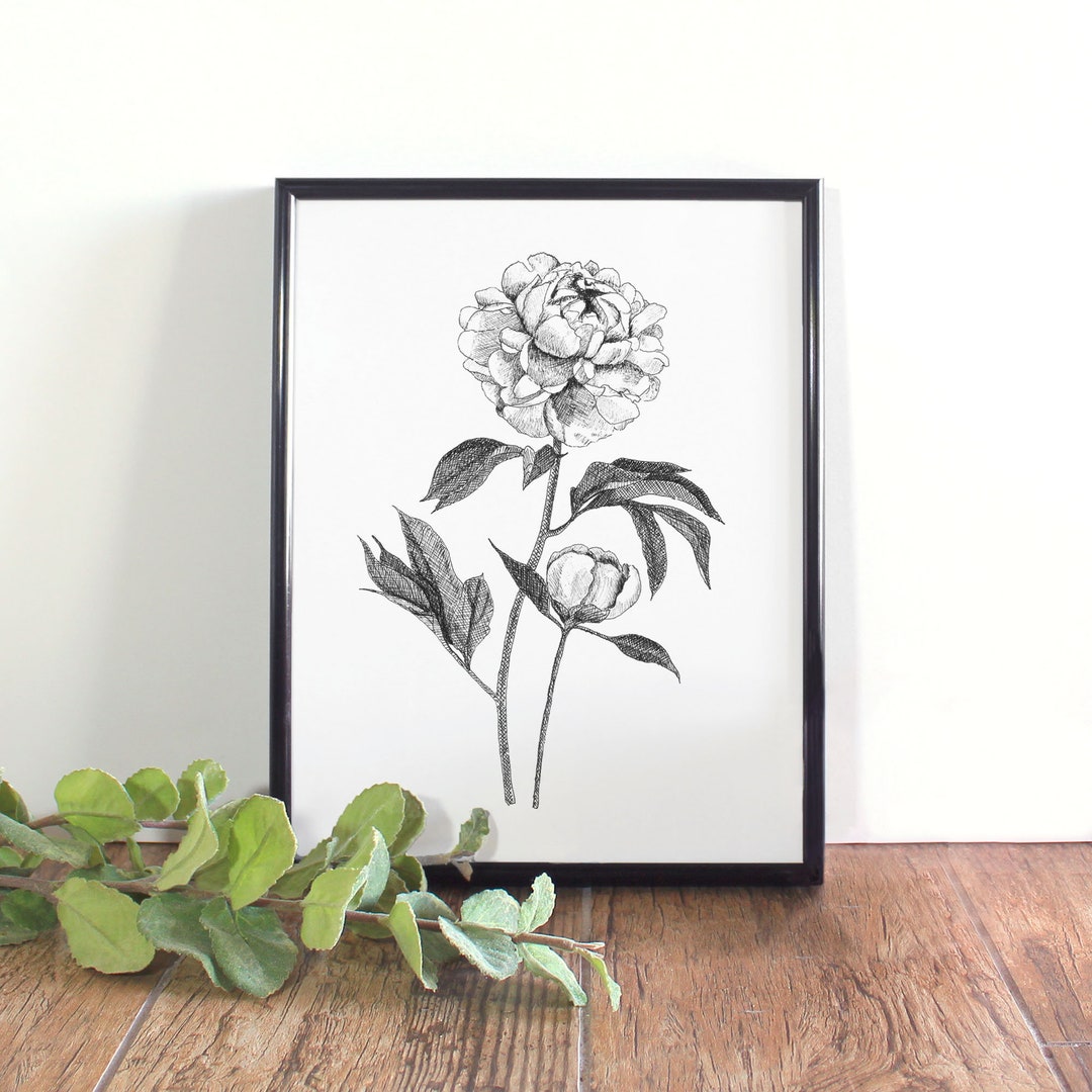 Peony Botanical Illustration Botanical Wall Art Black and - Etsy