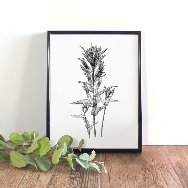 Indian Paintbrush Botanical Illustration, Botanical Wall Art, Black and White Indian Paintbrush Printable, Wyoming State Flower