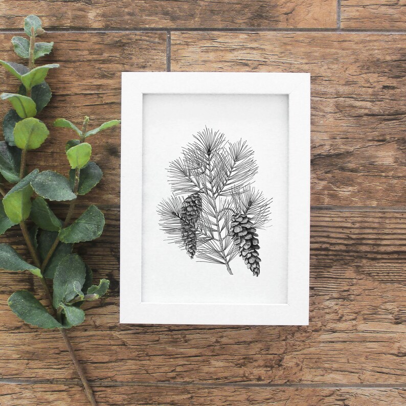 White Pine Cone & Tassel Botanical Illustration Botanical | Etsy