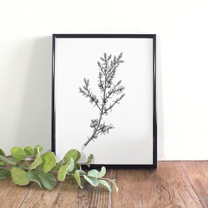 May include: Black and white line art print of a juniper branch with berries in a black frame.