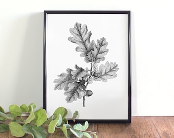 Oak & Acorn Botanical Print, Black and White Illustration (Digital Download)