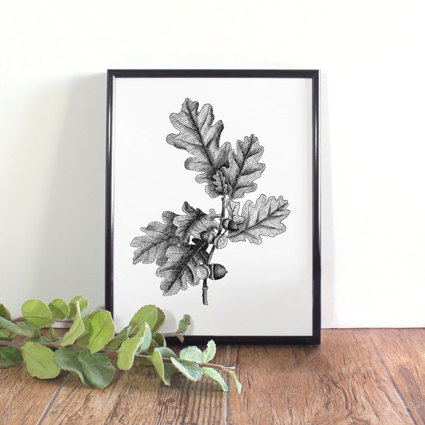 Oak & Acorn Botanical Illustration, Botanical Wall Art, Black and White Oak Leaf Printable