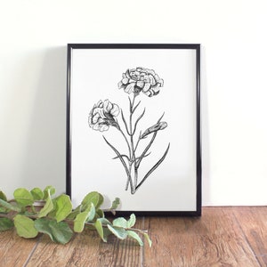 Carnation Botanical Illustration, Botanical Wall Art, Black and White ...