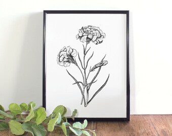 Carnation Botanical Illustration, Botanical Wall Art, Black and White Carnation Printable, Ohio State Flower