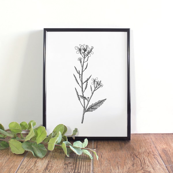 Botanisk illustration av vild rädisa, svartvit konst (digital nedladdning)