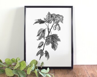 Maple Botanical Illustration, Botanical Wall Art, Black and White Maple Leaf Printable, Fall Art, Canada National Symbol