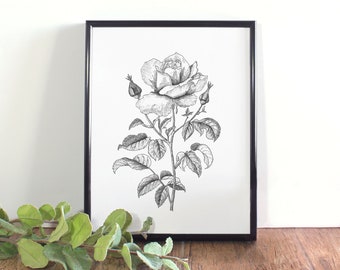 Stampa artistica con illustrazione botanica di rose, arte floreale dello Stato di New York (download digitale)