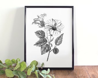Hibiscus Print, Botanical Illustration, Hawaii State Flower (Digital Download)