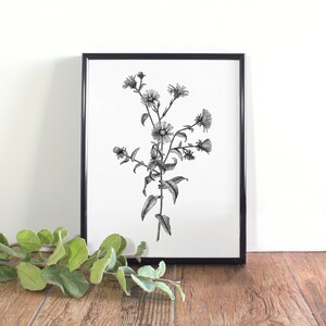 Aster Botanical Illustration, Botanical Wall Art, Black and White Aster Printable