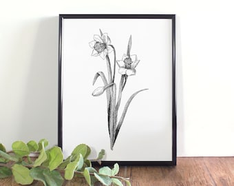 Påsklilja botanisk illustration, botanisk väggkonst, svartvit utskrivbar påsklilja