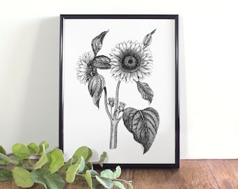 Sunflower Botanical Illustration, Kansas State Flower Art (Digital Download)