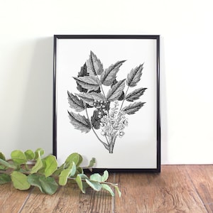 Oregon Grape Botanical Illustration, Botanical Wall Art, Black and White Oregon Grape Printable, Oregon State Flower
