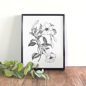 Mandevilla, Dipladenia Botanical Illustration, Botanical Wall Art, Black and White Mandevilla Printable