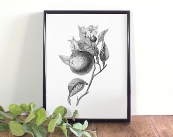 Orange Blossom Print, Botanical Illustration, Florida State Flower (Digital Download)