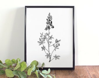 Bluebonnet Botanical Illustration, Botanical Wall Art, Black and White Bluebonnet Printable, Texas State Flower