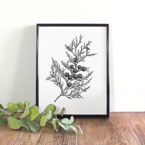 Cypress Botanical Illustration, Botanical Wall Art, Black and White Christmas Printable