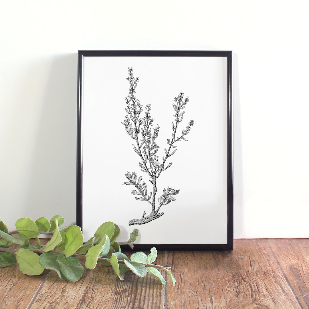 Sagebrush Botanical Print Botanical Wall Art Black and White Etsy