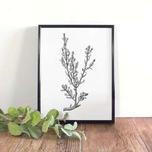 Sagebrush Botanical Printable, Botanical Wall Art, Black and White Sagebrush Printable, Nevada State Flower