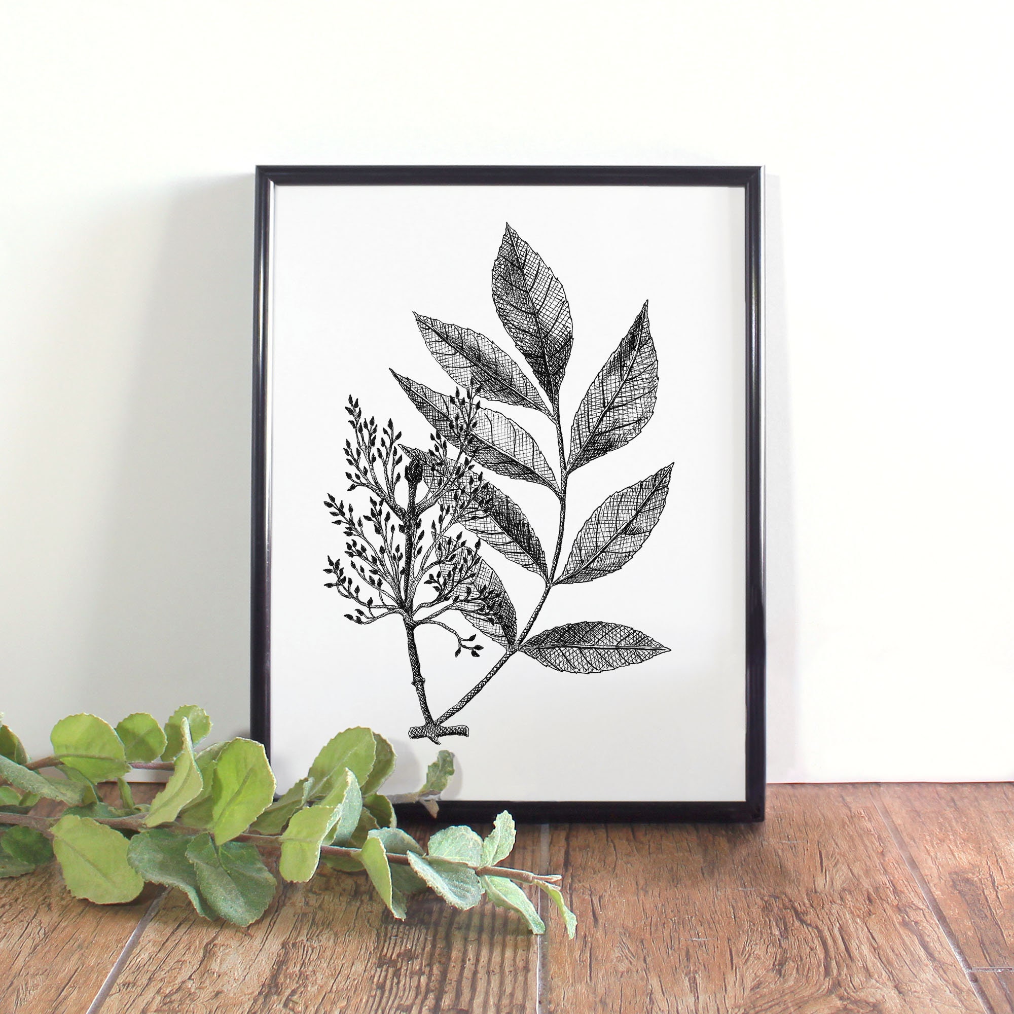 Ash Leaf Botanical Illustration, Botanical Wall Art, Black and White Ash Tree Printable