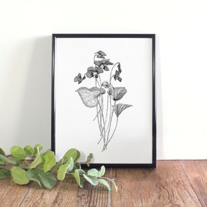 Violet Botanical Illustration, Wall Art, Black and White Violet Printable, Illinois, New Jersey, Rhode Island, Wisconsin State Flower