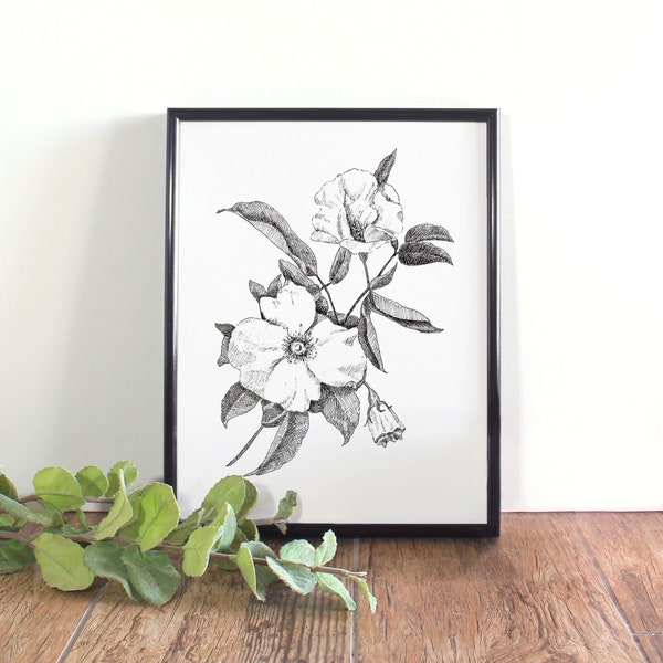 Cherokee Rose Botanical Illustration Printable, Botanical Wall Art, Black and White Rose, Georgia State Flower