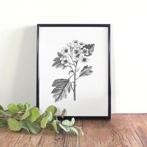 Hawthorn Botanical Illustration, Botanical Wall Art, Black and White Hawthorn Printable, Missouri State Flower