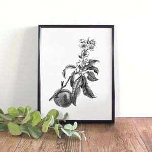 Peach Blossom Botanical Illustration, Botanical Wall Art, Black and White Peach Blossom Printable, Delaware State Flower