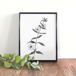 Yellow Jessamine Botanical Illustration, Botanical Wall Art, Black and White Jessamine Printable, South Carolina State Flower