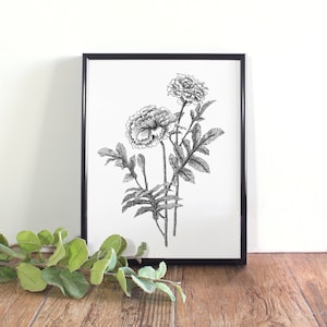 Marigold Botanical Illustration, Botanical Wall Art, Black and White Marigold Printable