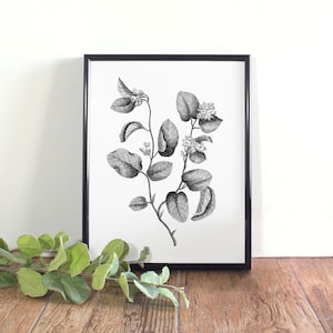 Mayflower Botanical Illustration, Botanical Wall Art, Black and White Mayflower Printable, Massachusetts State Flower