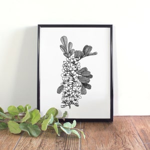 Texas Mountain Laurel Botanical Illustration, Botanical Wall Art, Black and White Texas Flower Printable
