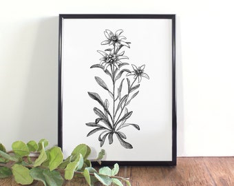 Edelweiss Botanical Illustration, Botanical Wall Art, Black and White Edelweiß Printable