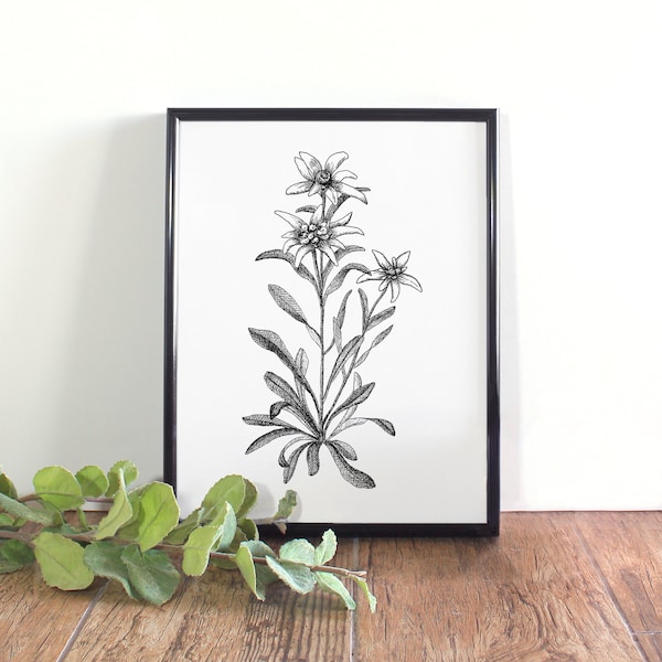 Edelweiss Botanical Illustration, Botanical Wall Art, Black and White Edelweiß Printable