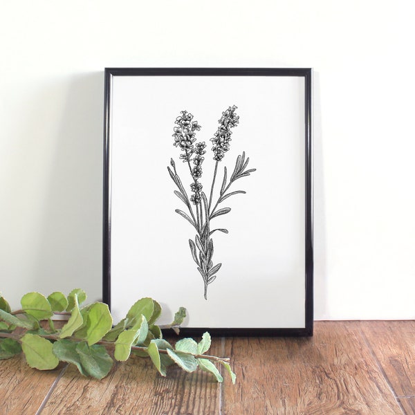 Lavender Botanical Illustration, Botanical Wall Art, Black and White Lavender Printable