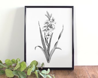 Gladiolus Flower Print, Hand Drawn Botanical Illustration (Digital Download)
