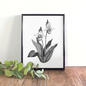 Pink & White Lady Slipper botanische illustratie, botanische kunst aan de muur, zwart-witte orchidee afdrukbare, bloem Minnesota State