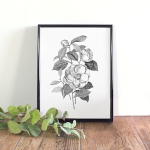 Camellia botanische illustratie, botanische kunst aan de muur, zwart-witte camelia afdrukbare, Alabama State Flower