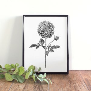 Dahlia Botanical Illustration, Botanical Wall Art, Black and White Dahlia Printable, Gift for Her