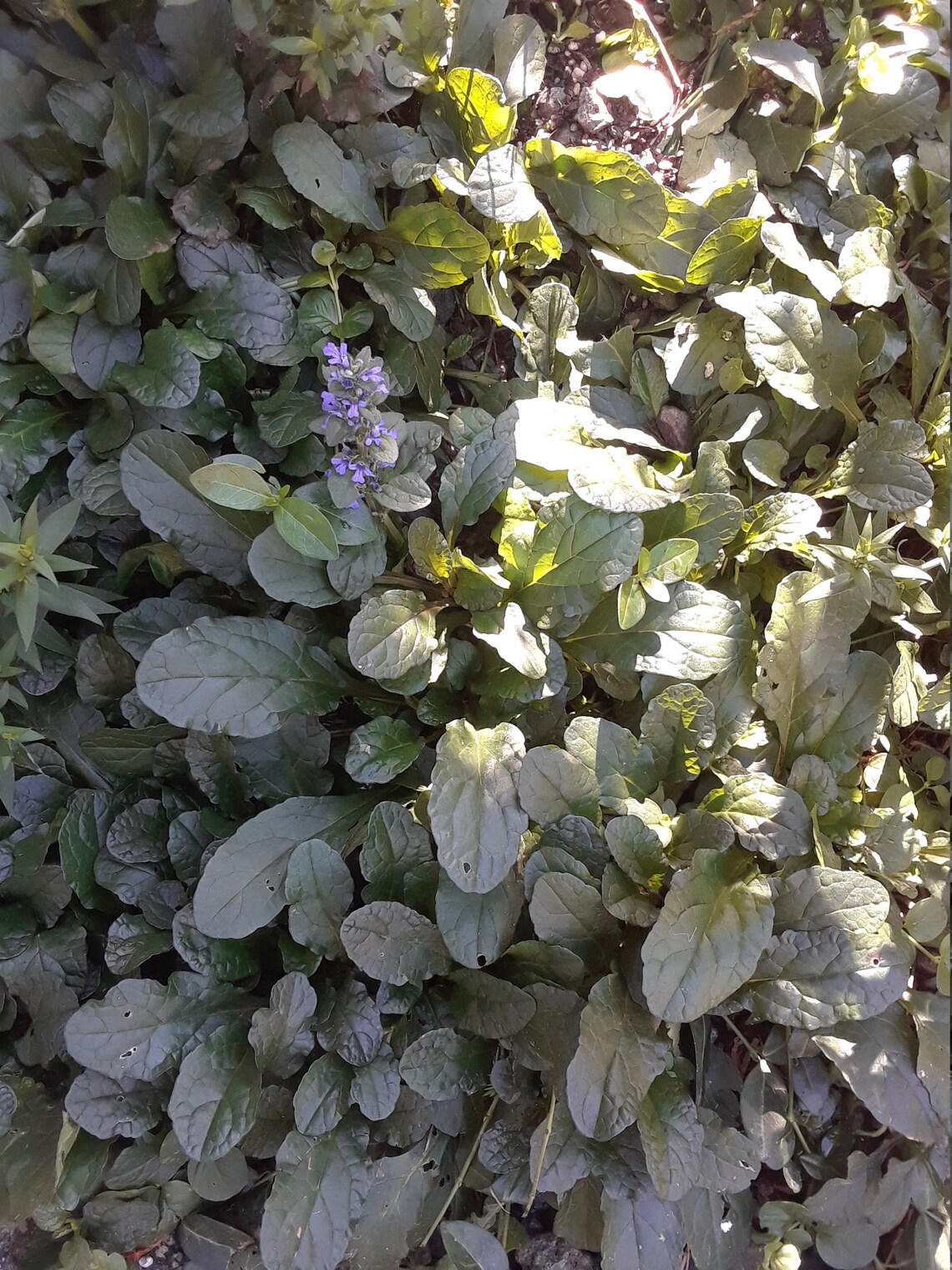 Ajuga ground cover 10 long. Etsy